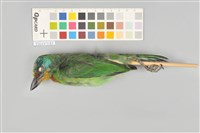 藏品(五色鳥)的圖片